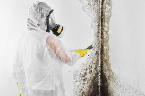 Best Industrial Mold Remediation in Franklin, NJ