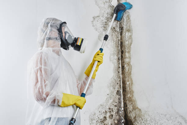 Best Basement Mold Remediation in Franklin, NJ