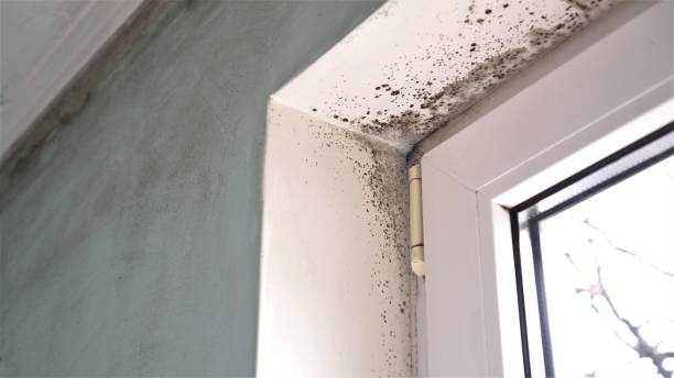 Best Mold Testing and Inspection Services in Franklin, NJ