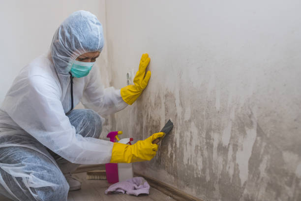 Best Residential Mold Remediation in Franklin, NJ