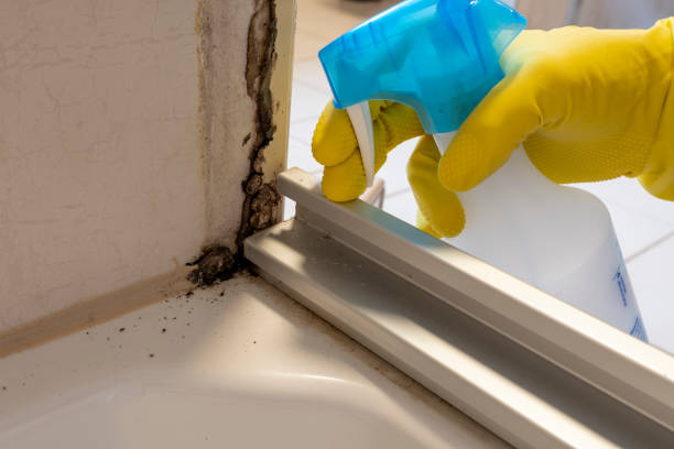 Best Black Mold Remediation in Franklin, NJ