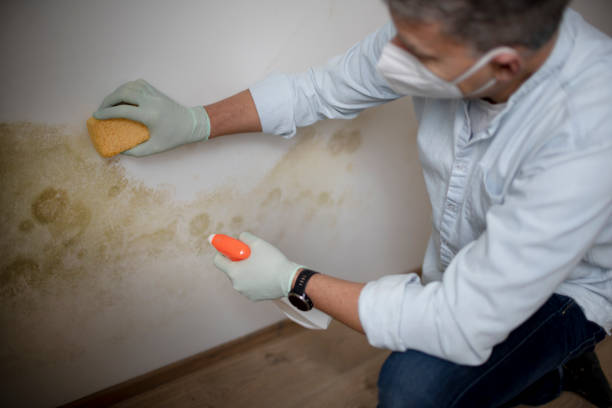  Franklin, NJ Mold Removal Pros