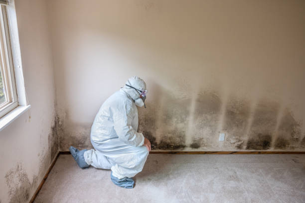 Best HVAC Mold Remediation in Franklin, NJ