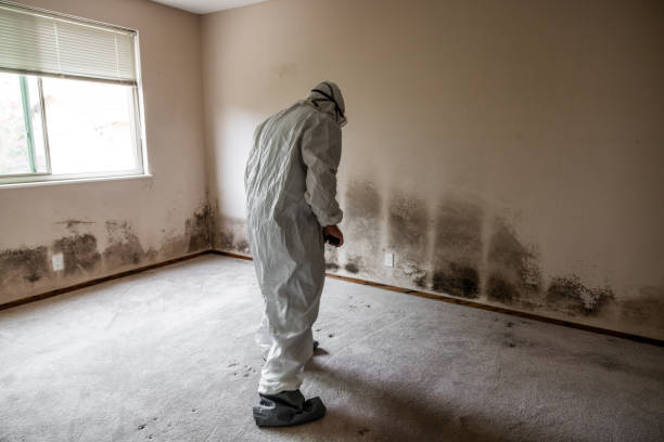 Reliable Franklin, NJ Mold Remediation Solutions