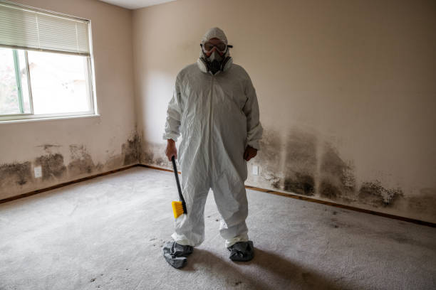 Best Commercial Mold Remediation in Franklin, NJ