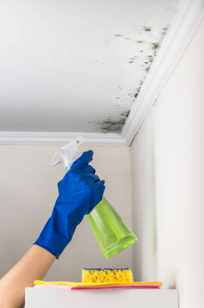 Best Black Mold Remediation in Franklin, NJ