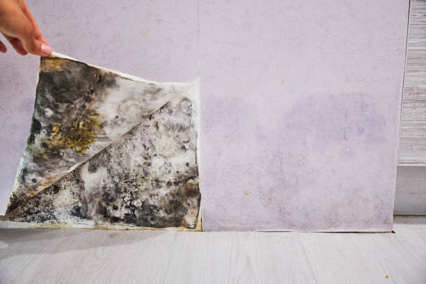 Best Preventive Mold Services in Franklin, NJ